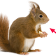 Illustration for article titled Roadkill Recipes For Every Appetite